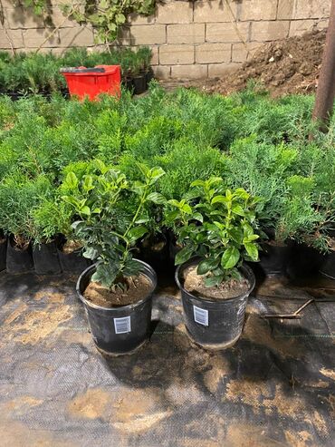 Ağaclar: Dekorativ çöl bitkilərinin satışı və Sifarişlə yetişdirilməsi.Satış -da lalafo.az — 24 Ağaclar: Dekorativ çöl bitkilərinin satışı və Sifarişlə yetişdirilməsi.Satış — 24