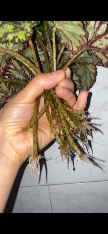 Otaq bitkiləri: Beqonya yarpaqlari koklu biri 1 azn. Minimum 5 ede satilir. Catdirilma — 2