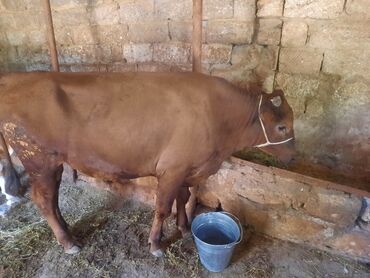 Ördəklər: Saxlamaqcun super 2 dene dana tecili satilir qiymetde endrim olacaq