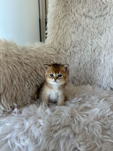 Pişiklər: Britan, Dişi, Ünvandan götürmə — 6