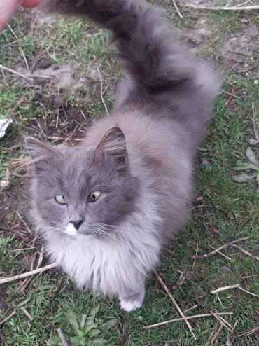 серый кот: По просьбе ⬇️⬇️⬇️ Хозяйка дома умерла. Родственники не приезжают