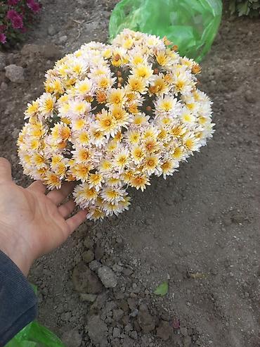 Другие виды семян и саженцев: Саженцы хризантем с пышной зеленой листвой, готовые к пересадке — 26