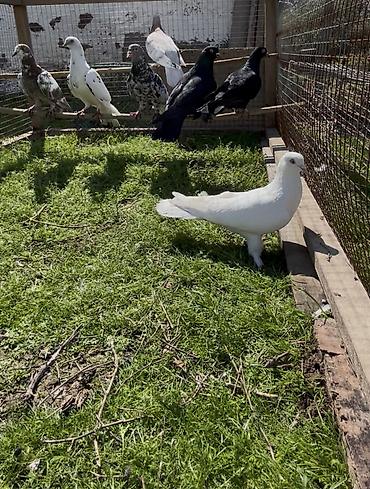 Göyərçinlər: Göyerçin satılır — 4