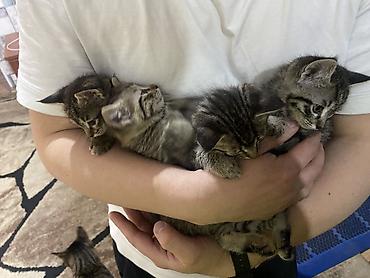 возьму кошку в добрые руки: БЕСПЛАТНО есть 2 котёнка. Самовывоз. Добрые руки. Тянутся к людям — 4