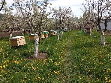 Мёд: 🍯 Натуральный мёд от пасечника Продаю мёд с собственной пасеки — 4