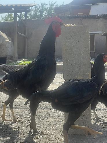 Куры, петухи: Продаю | Куры, Петух, Цыплята | Для разведения — 11