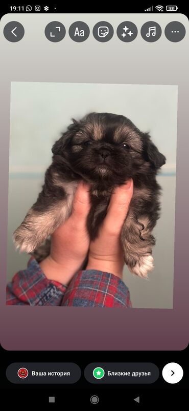 pekinis: Pekines, 3 ay, Dişi, Peyvəndli lalafo.az -da pekinis: Pekines, 3 ay, Dişi, Peyvəndli