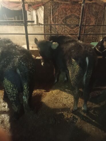 Коровы, быки: Продаю | Музоо, торпок | На откорм | Привязанные — 5