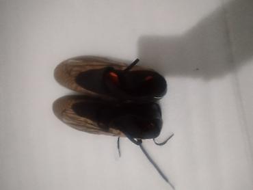 nike phantom: Məhsul: Futbol butsaları – Nike Phantom (uşaq/yeniyetmə ölçüsü) 2 dənə — 1