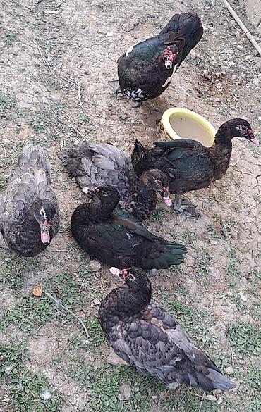 Ördəklər: Erkək, Ətlik, Pulsuz çatdırılma — 1