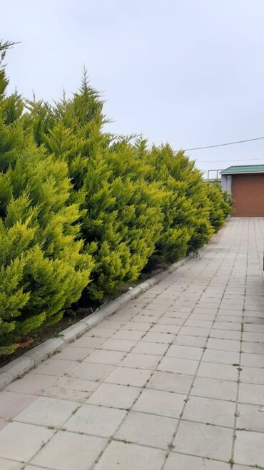 Bağ evlərinin kirayəsi: 200 kv. m, 5 otaqlı, Hovuzlu, İnternet, Kanalizasiya, Telefon — 10