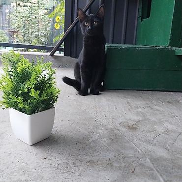 Отдам даром кошку: 2 месяца, Мальчик, Приучена к лотку, Проглистована — 14