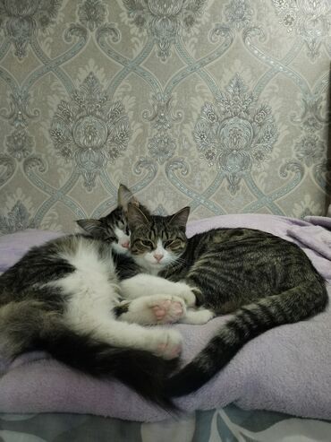 лопоухий кот: Отдадим в добрые и хорошие руки, котикам по 6- месяцев, приучены к