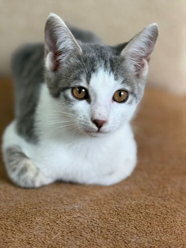 Pişiklər: Dişi, Yaxşı əllərə — 10