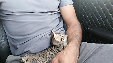 korella tutuqusu haqqında: Tabbi — 2