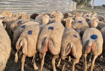 sort keciler: Salam Alekum Heyvan Sever 488 Baş Beylaqan Sortu 1ci 2ci qarına doğası