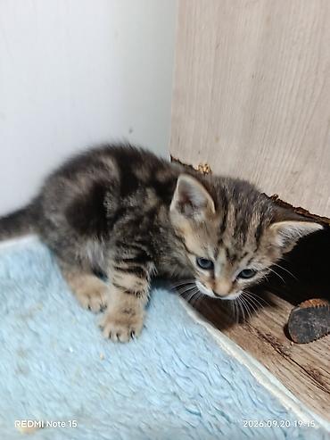 кошка веслоухий: Котята домашние отдам в хорошие руки — 3