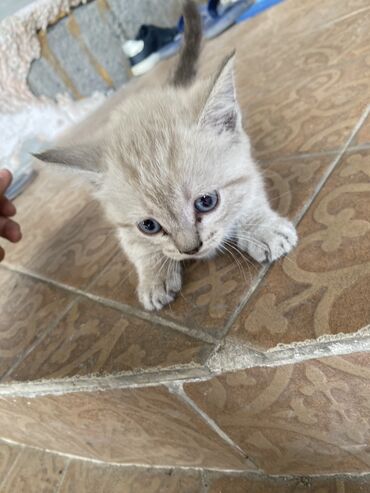 котёнок бесплатно: Продаю котенок сиамский кушает игривый цена 1000 сом