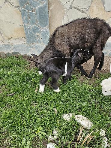 Козы, козлы: Продаю | Коза (самка) | Для молока — 6