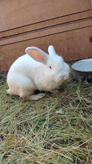 dovşa: Ağ rəngli, qırmızı gözlü dovşan - Növ: Ehtimalən Kaliforniya/Albino — 1