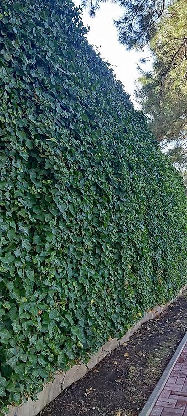 свечи красные: Вечнозелёный плющ (Hedera) для вертикального озеленения - Подходит — 1