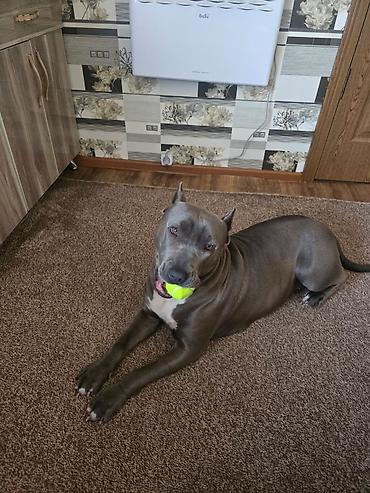 Продажа собак: Щенки метисы (короткошёрстные, тигровый и чёрный окрасы) смесь питбуль — 10