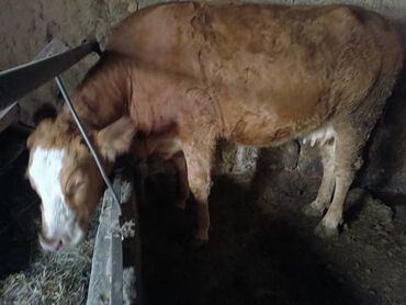 Коровы, быки: Продаю | Корова (самка) | Для молока | Привязанные at lalafo.kg — 8 Коровы, быки: Продаю | Корова (самка) | Для молока | Привязанные — 8