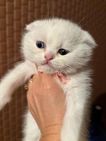 Pişiklər: Şotland yastı qulaq, Erkək, Dişi, Yaxşı əllərə, Ödənişli çatdırılma, Pulsuz çatdırılma, Ünvandan götürmə — 10