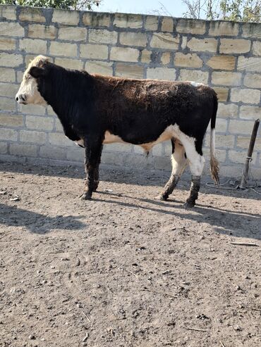 Inəklər, öküzlər: Erkək, il: 1, 150 kq, Damazlıq -da lalafo.az — 2 Inəklər, öküzlər: Erkək, il: 1, 150 kq, Damazlıq — 2