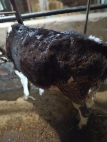Коровы, быки: Продаю | Бык (самец) — 5