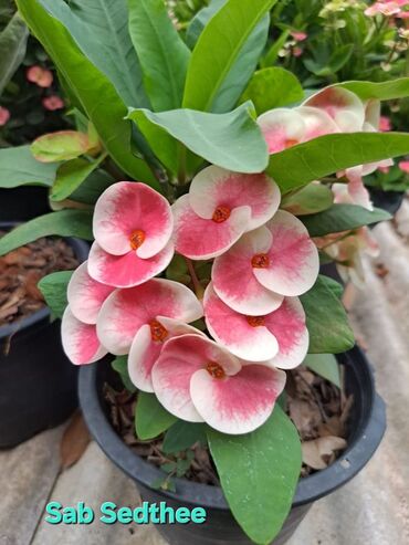 искусственные цветы бишкек инстаграм: Эуфорбия Милля (Euphorbia milii) — коллекционные сорта в горшках