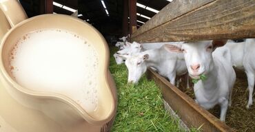продаю жмых: Продаю козее молоко,эчки сутуу сатылат Каракол ш