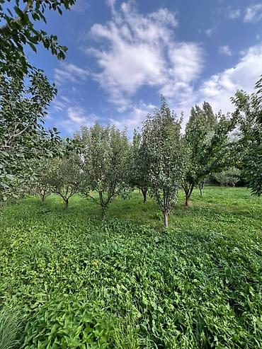 Кухонные гарнитуры: Кухонный гарнитур — 20