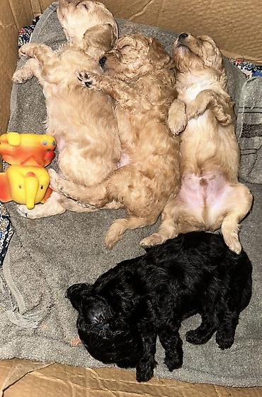 itləri: Pudel, 2 ay, Ünvandan götürmə, Ödənişli çatdırılma — 4