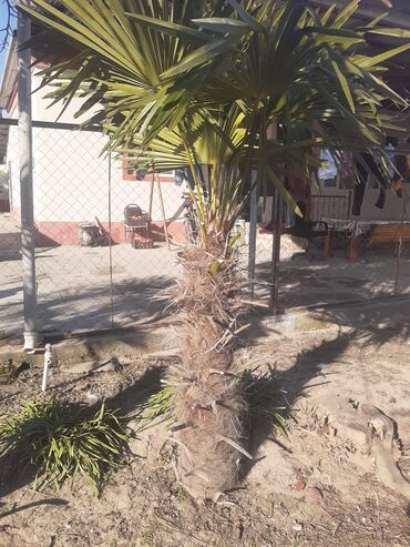 otaq bitkiləri: Palma satılır boyu 1.30 metrdir