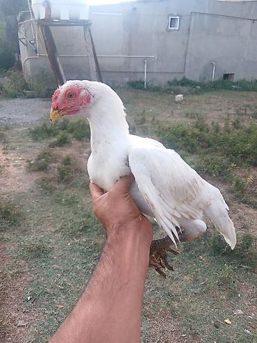 Toyuq cücələri, Damazlıq