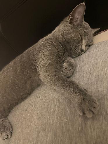 Pişiklər: Britan, Dişi — 6