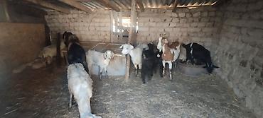 инкубационные яица: Продаю | Коза (самка) | Зааненская, Нубийская, Битал | Для разведения — 3