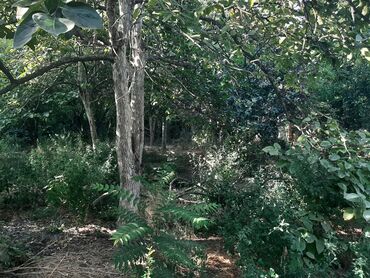 Həyət evləri və villaların satışı: 6 otaqlı, 200 kv. m, Kredit yoxdur, Orta təmir -da lalafo.az — 10 Həyət evləri və villaların satışı: 6 otaqlı, 200 kv. m, Kredit yoxdur, Orta təmir — 10