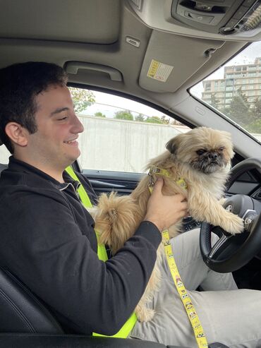 İtlər: Pekines, 5 il, Erkek, Cütləşmə üçün, Ünvandan götürmə, Pulsuz çatdırılma