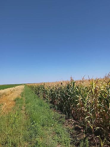 срочное: 700 соток, Для сельского хозяйства, Договор купли-продажи — 1