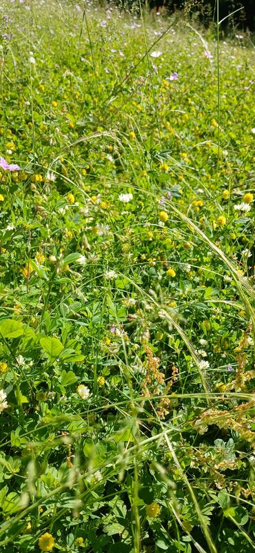 Digər qida məhsulları: ARI ÇÖRƏYİ ( GÜLƏM) Arı məhsulu Tərkibi: 1. Çiçək tozu əsasən; 2. arı — 10