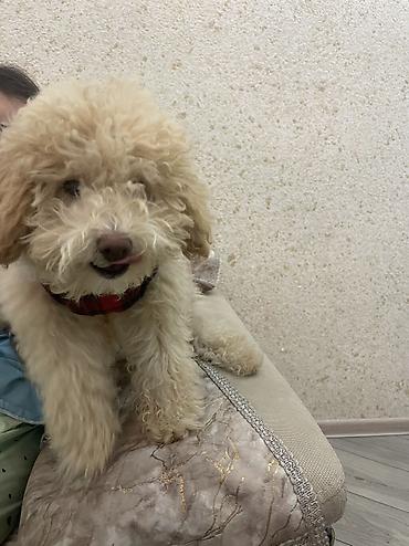 it ucun ev: Pudel, 3 ay, Dişi, Peyvəndli, Ünvandan götürmə, Ödənişli çatdırılma, Rayonlara çatdırılma — 1