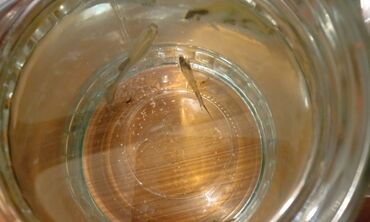 Akvariumlar: Salam! 1 şəkil -Akvarium - 35 manata 40 idi 2 şəkil -filtr - 16 -da lalafo.az — 8 Akvariumlar: Salam! 1 şəkil -Akvarium - 35 manata 40 idi 2 şəkil -filtr - 16 — 8