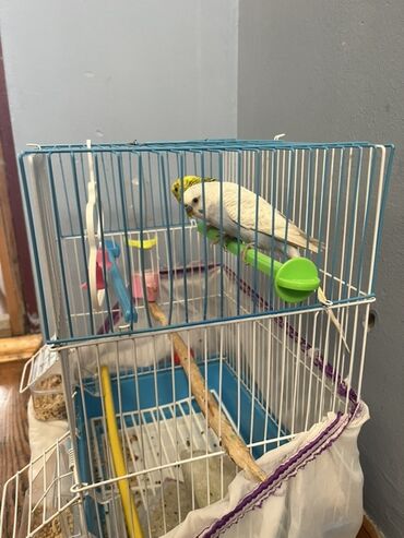 мощный игрушечный пистолет: Məhsul: Dalmaçın (buda boyu) üçün qəfəs və 2 cüt bülbül