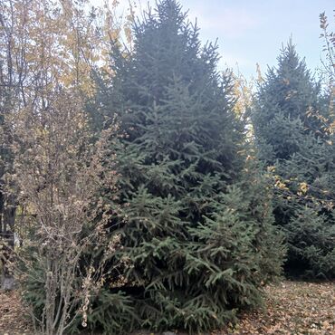 буфет ош: Продам lalafo.kg да буфет ош: Продам