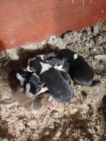 İtlər: Xaski, Erkek — 9