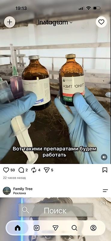 уй жаныбар: Сатам | Уй (ургаачы) | Ангус | Көбөйтүү үчүн — 10