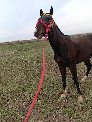 Лошади, кони: Продаю | Жеребец | Рабочий | Мерин — 2