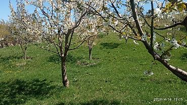 Долгосрочная аренда домов: 220 м², 6 комнат — 12